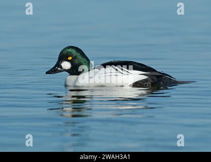 Occhio d'oro comune, anatroccolo d'occhio d'oro (Bucephala clangula), maschio sull'acqua, Paesi Bassi, Paesi Bassi settentrionali, Wieringermeer Foto Stock