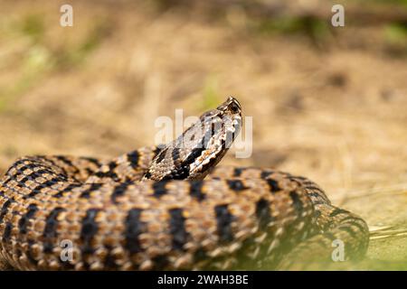 asp viper, aspic viper, asp europea, asp (Vipera aspis), maschio a spirale, ritratto, Francia, le Mans Foto Stock