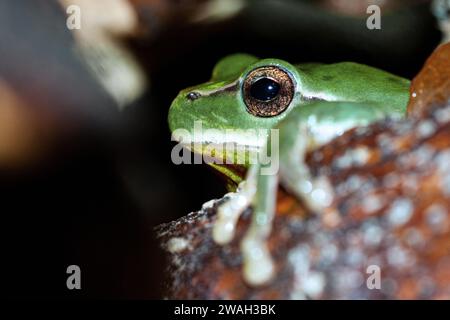 Stripeless treefrog, Mediterranean treefrog (Hyla meridionalis), ritratto, vista laterale, Francia, la Croix-Valmer Foto Stock