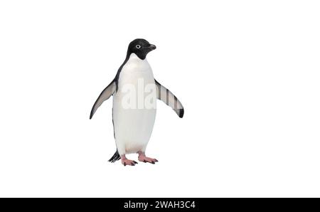 Ritagliata l'immagine del singolo pinguino di Adelie, Pygoscelis adeliae, in piedi sulla neve, Antartide Foto Stock