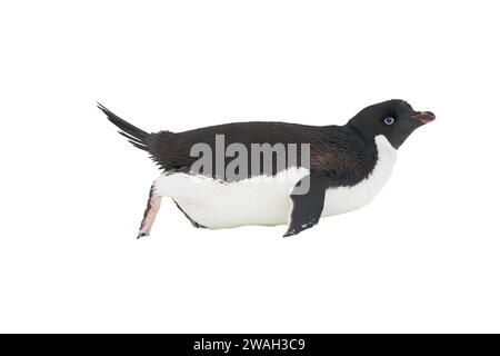 Ritagliata l'immagine del singolo pinguino di Adelie, Pygoscelis adeliae, sdraiato sulla neve, Antartide Foto Stock