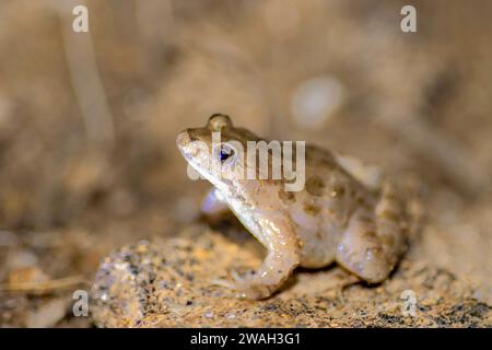 Rana dipinta (Discoglossus pictus), seduta su una pietra, vista laterale, Francia, Ramatuelle Foto Stock