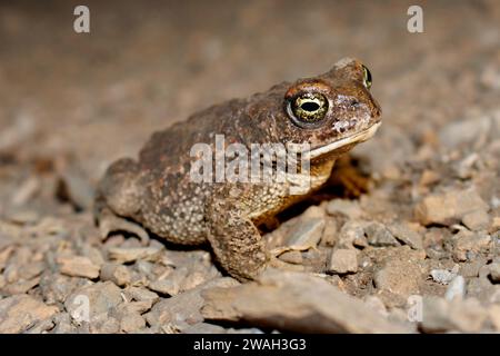 Rospo natterjack, rospo britannico (Bufo calamita, Epidalea calamita), seduto su terreno sassoso, vista laterale, Francia Foto Stock