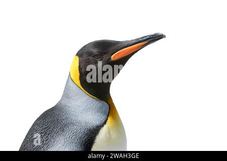 Ritagliate l'immagine della testa e del becco di un singolo pinguino re, Aptenodytes patagonicus, Antartide Foto Stock