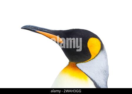 Ritagliate l'immagine della testa e del becco di un singolo pinguino re, Aptenodytes patagonicus, Antartide Foto Stock