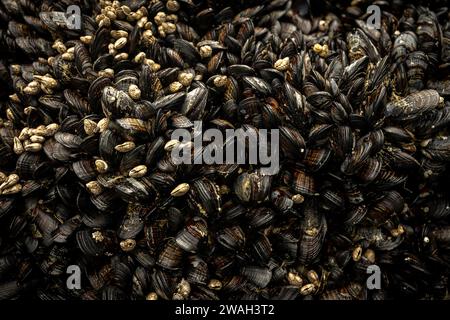 Le cozze coprono Rocks a Low Tide lungo la costa nella Redwood Foto Stock