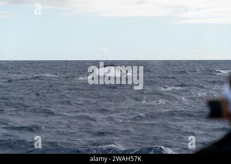 Cattura la coda di una balena in un'avventura nell'oceano di Maui Foto Stock