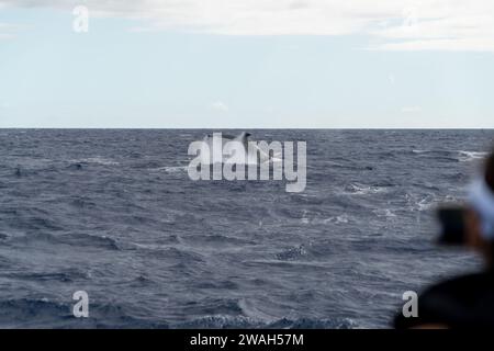 Cattura la coda di una balena in un'avventura nell'oceano di Maui Foto Stock