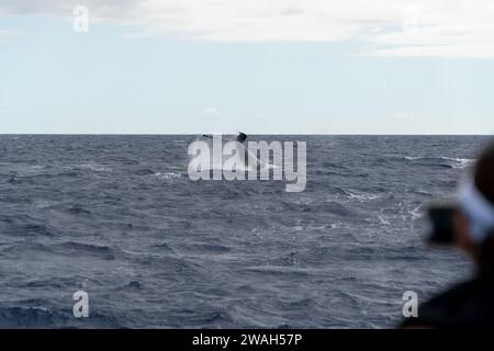 Cattura la coda di una balena in un'avventura nell'oceano di Maui Foto Stock