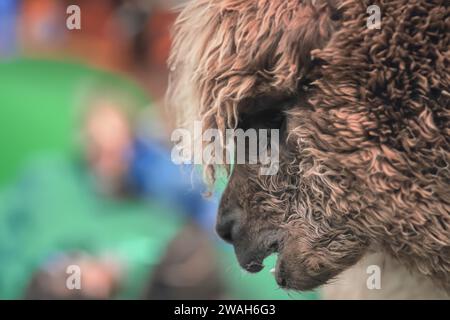 Un Ritratto di Huacaya Alpaca visto da vicino Foto Stock