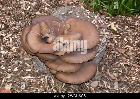 immagine ravvicinata di un gruppo di giganti funghi marroni coltivati all'aperto su un pezzo di ceppo di alberi in un giardino Foto Stock