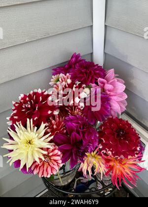 Dahlia fiori dal cortile posteriore Foto Stock