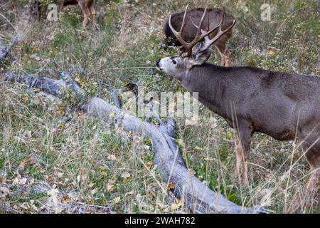 Un grosso uccello annusa l'aria mentre due donne pascolano nei pressi dello Zion National Park, Utah. Foto Stock