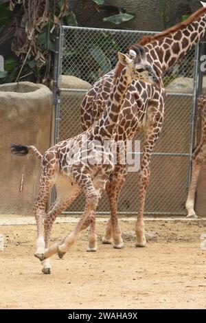 Los Angeles, California, USA 2 gennaio 2024 Baby Maasai Giraffe, Masai Giraffe in esecuzione a LA Zoo il 2 gennaio 2024 a Los Angeles, California, USA. Foto di Barry King/Alamy Stock Photo Foto Stock