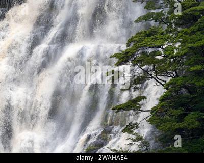 Cascate e alberi nel Dusky Sound Fiordland National Park, nuova Zelanda Foto Stock