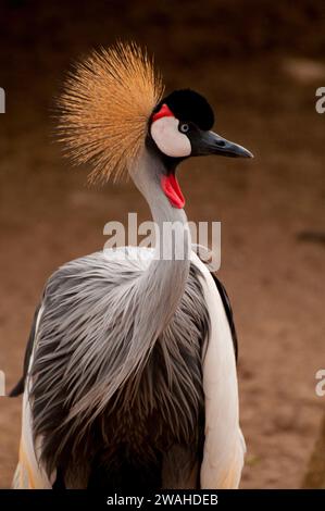 Gru coronata dell'Africa orientale (Balearica regulorum), Gladys Porter Zoo, Brownsville, Texas Foto Stock