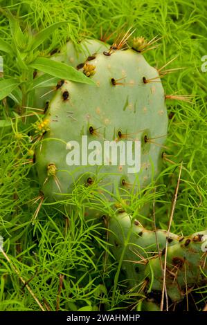 Ficodindia, Inchiostri Lake State Park, Texas Foto Stock