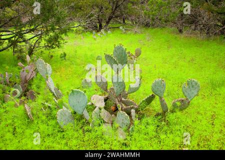 Ficodindia, Inchiostri Lake State Park, Texas Foto Stock