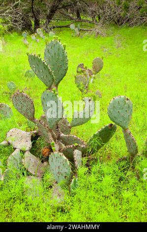 Ficodindia, Inchiostri Lake State Park, Texas Foto Stock