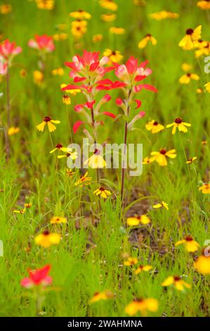 Indian paintbrush, Inchiostri Lake State Park, Texas Foto Stock