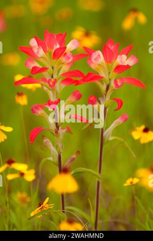 Indian paintbrush, Inchiostri Lake State Park, Texas Foto Stock