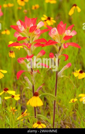 Indian paintbrush, Inchiostri Lake State Park, Texas Foto Stock