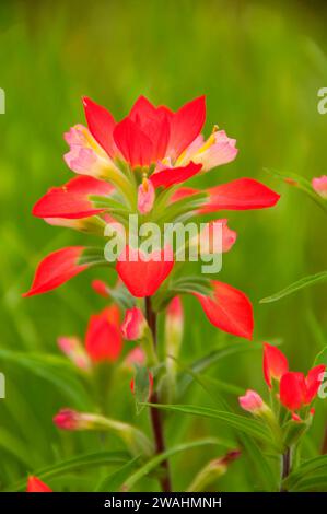 Indian paintbrush, Inchiostri Lake State Park, Texas Foto Stock