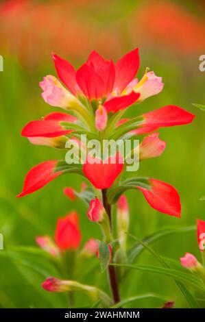 Indian paintbrush, Inchiostri Lake State Park, Texas Foto Stock