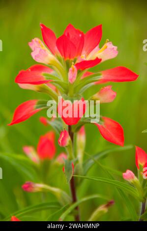 Indian paintbrush, Inchiostri Lake State Park, Texas Foto Stock