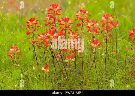 Indian paintbrush, Inchiostri Lake State Park, Texas Foto Stock