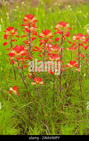 Indian paintbrush, Inchiostri Lake State Park, Texas Foto Stock