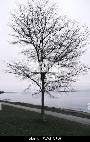 Un albero solitario sorge in primo piano di un paesaggio tranquillo, con un corpo d'acqua tranquillo visibile sullo sfondo Foto Stock