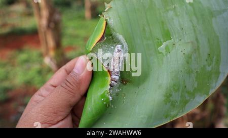 Pupa di rullo di foglie di banana (Erionota thrax) ferito sulla foglia di banana Foto Stock