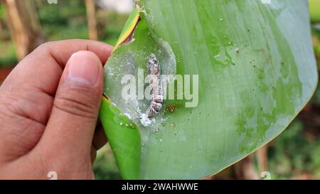 Pupa di rullo di foglie di banana (Erionota thrax) ferito sulla foglia di banana Foto Stock