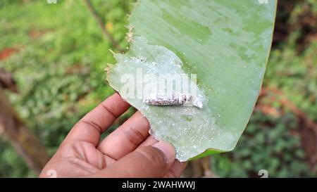 Pupa di rullo di foglie di banana (Erionota thrax) ferito sulla foglia di banana Foto Stock
