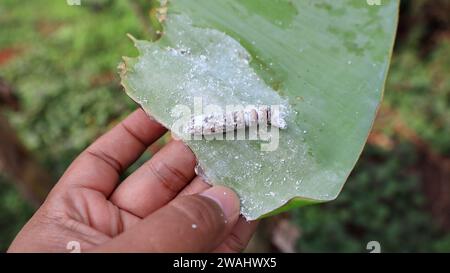 Pupa di rullo di foglie di banana (Erionota thrax) ferito sulla foglia di banana Foto Stock