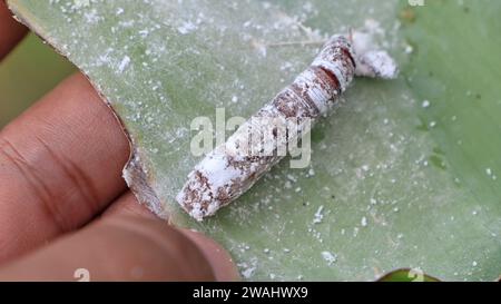 Pupa di rullo di foglie di banana (Erionota thrax) ferito sulla foglia di banana Foto Stock