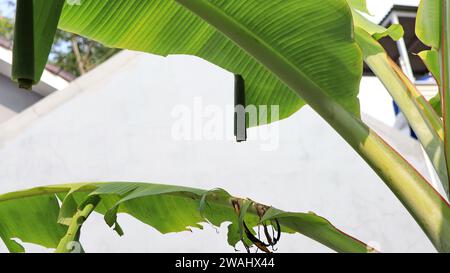 Pupa di rullo di foglie di banana (Erionota thrax) ferito sulla foglia di banana Foto Stock