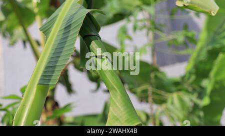 Pupa di rullo di foglie di banana (Erionota thrax) ferito sulla foglia di banana Foto Stock