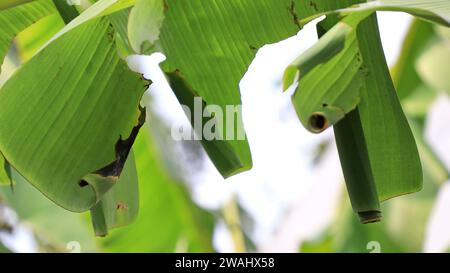 Pupa di rullo di foglie di banana (Erionota thrax) ferito sulla foglia di banana Foto Stock