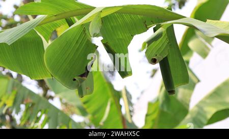 Pupa di rullo di foglie di banana (Erionota thrax) ferito sulla foglia di banana Foto Stock