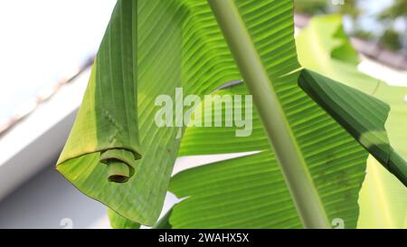 Pupa di rullo di foglie di banana (Erionota thrax) ferito sulla foglia di banana Foto Stock