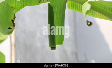 Pupa di rullo di foglie di banana (Erionota thrax) ferito sulla foglia di banana Foto Stock