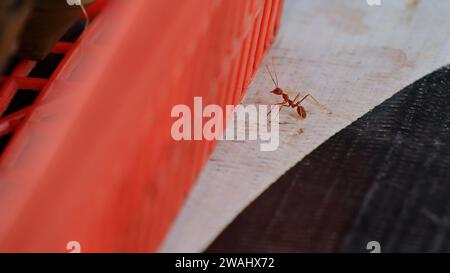 Le formiche rosse cercano cibo. Le formiche da lavoro camminano Foto Stock