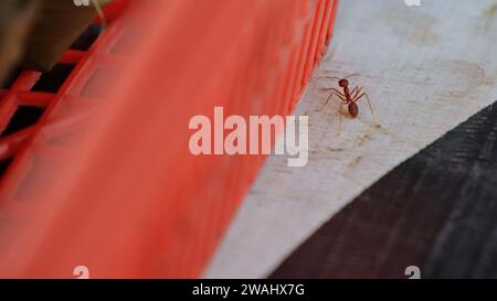 Le formiche rosse cercano cibo. Le formiche da lavoro camminano Foto Stock