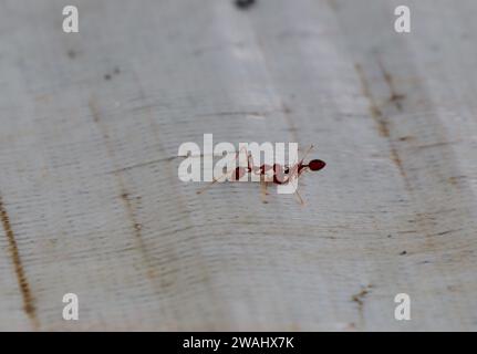 Le formiche rosse cercano cibo. Le formiche da lavoro camminano Foto Stock