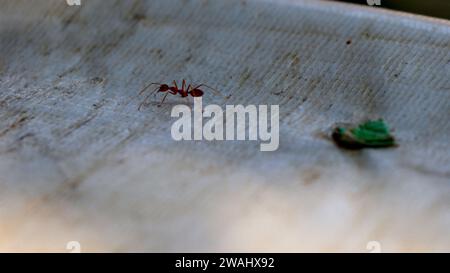 Le formiche rosse cercano cibo. Le formiche da lavoro camminano Foto Stock