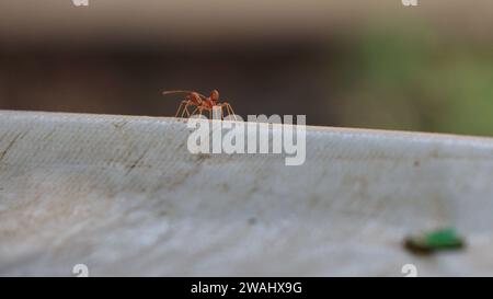 Le formiche rosse cercano cibo. Le formiche da lavoro camminano Foto Stock