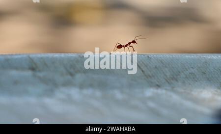 Le formiche rosse cercano cibo. Le formiche da lavoro camminano Foto Stock