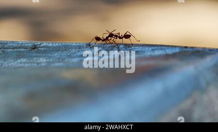 Le formiche rosse cercano cibo. Le formiche da lavoro camminano Foto Stock